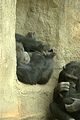 leipzig zoo-01_07_2011_zoo_allgemein_211
